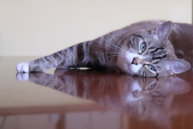 ゴロンとする猫